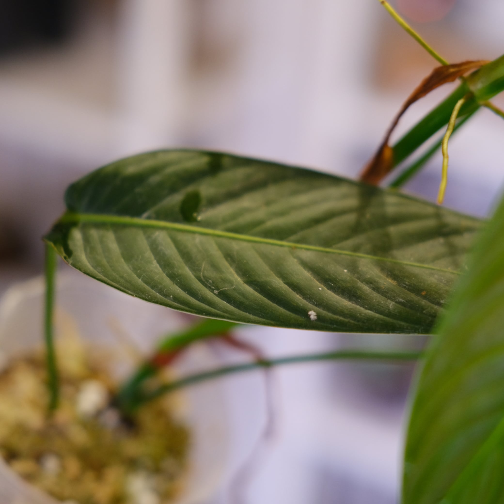 Philodendron heterocraspedon｜フィロデンドロン・ヘテロクラペドン③