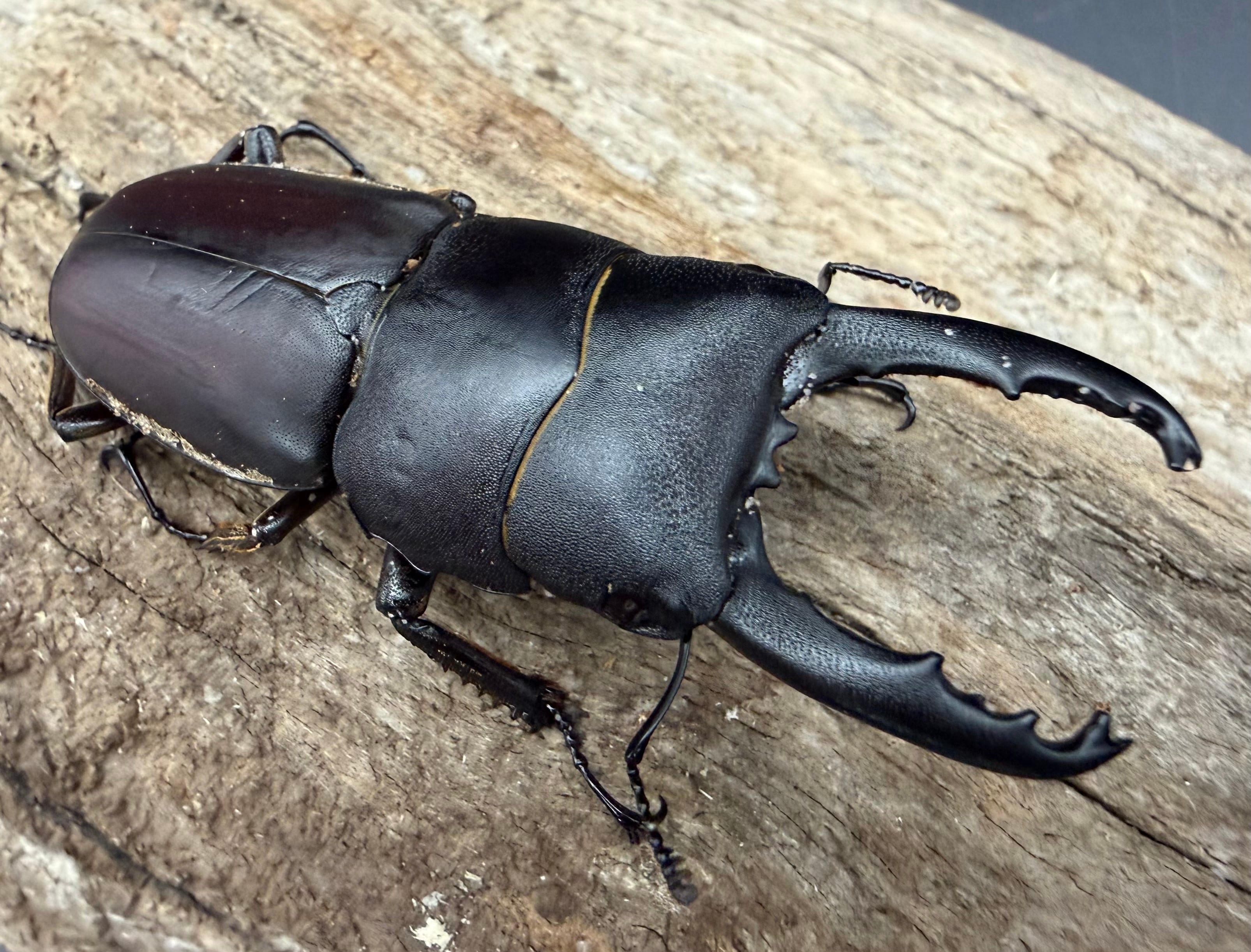 WD】《タウルスヒラタ原名亜種 パダン産 56mm ペア》 | KPW公式