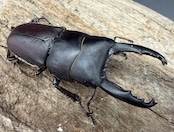 【WD】《タウルスヒラタ原名亜種 パダン産 56mm ペア》