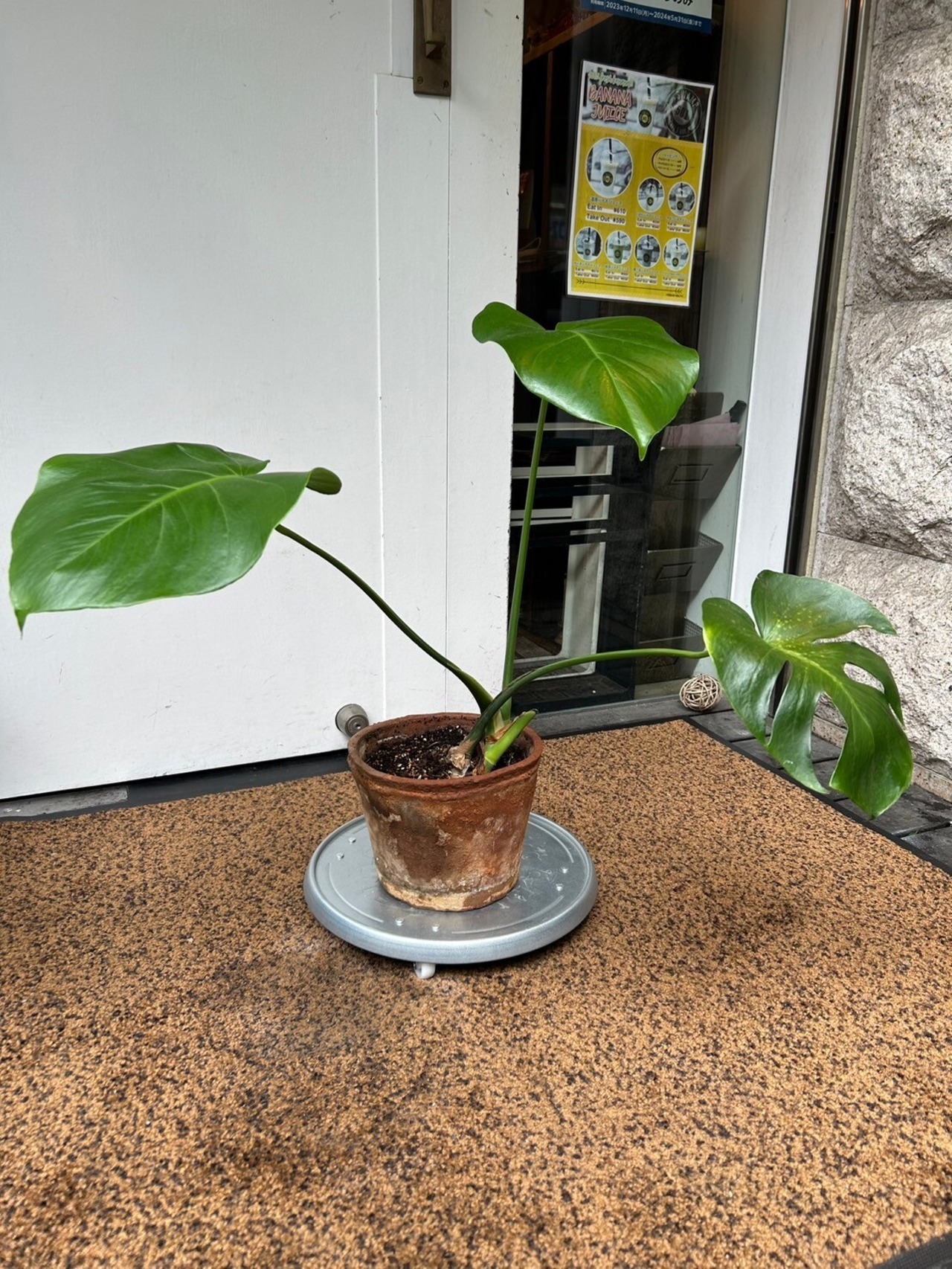 モンステラ