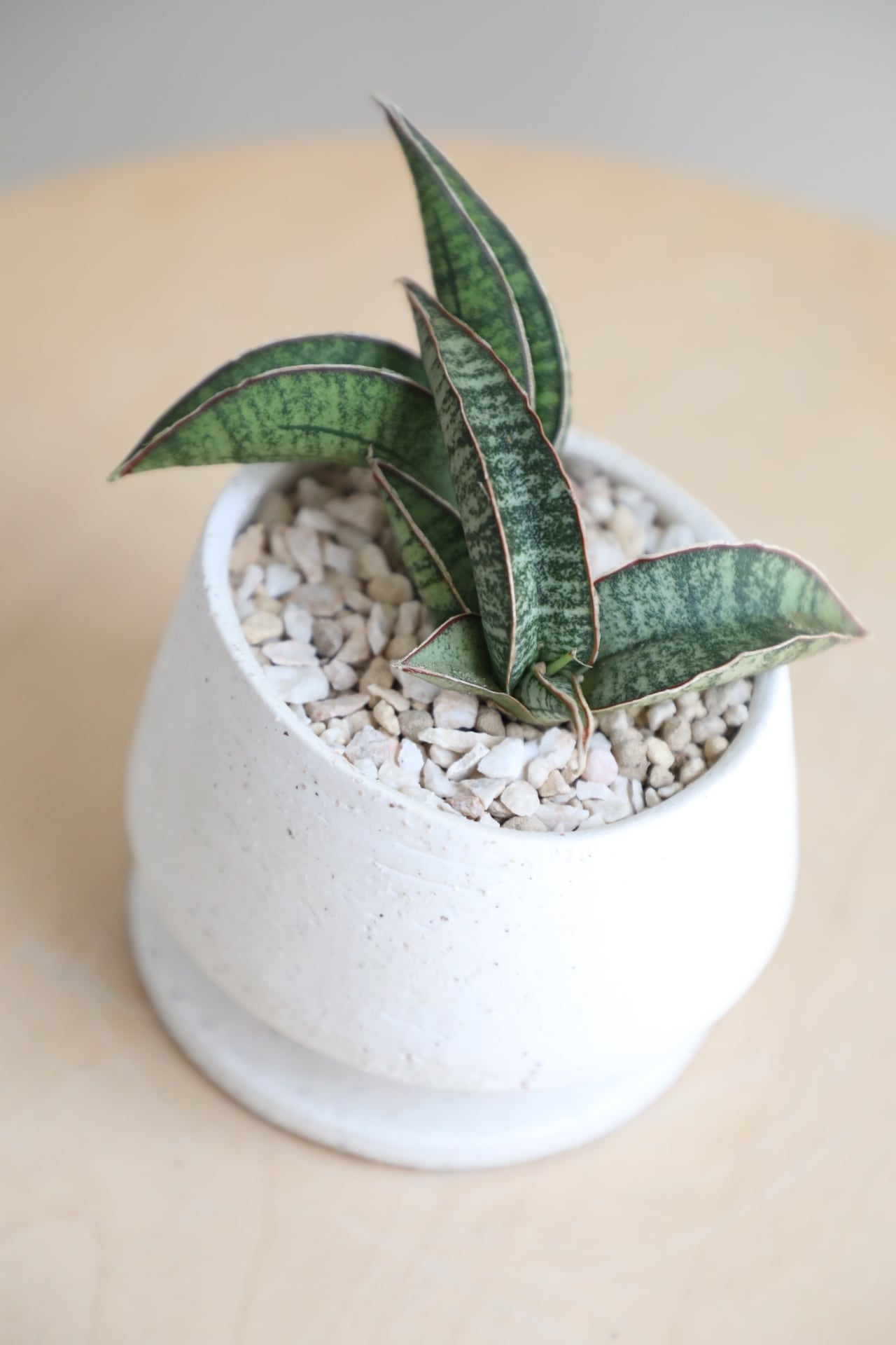 S】サンスベリア フィッシェリー/Sanseveria | 【厳選植物・器】MIDORI