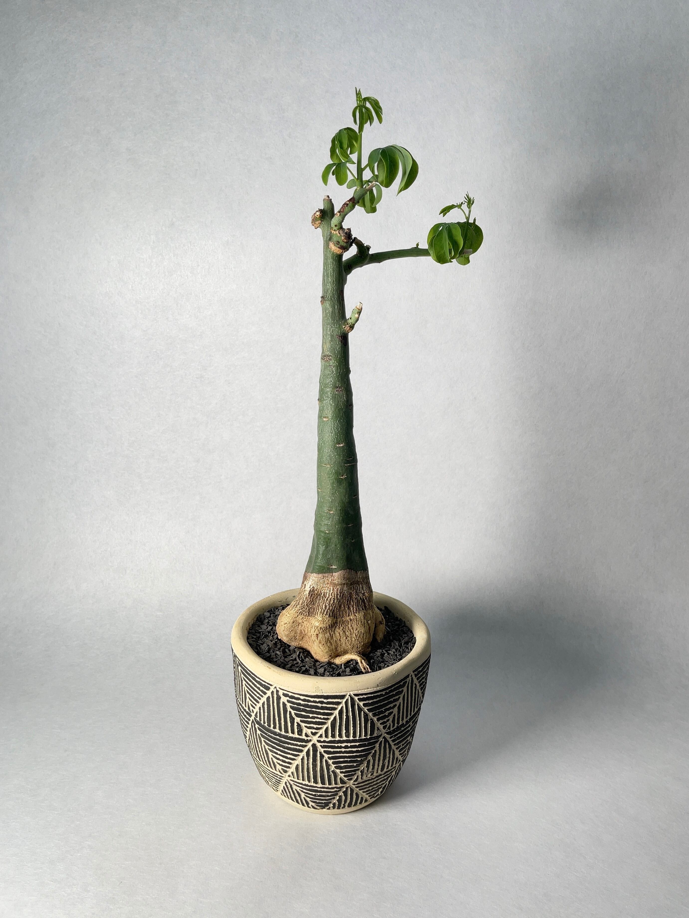 アデニア・グラウカ | trigger