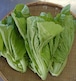 芥菜（ガイチョイ）　Chinese mustard greens (gai choy)  約200グラム