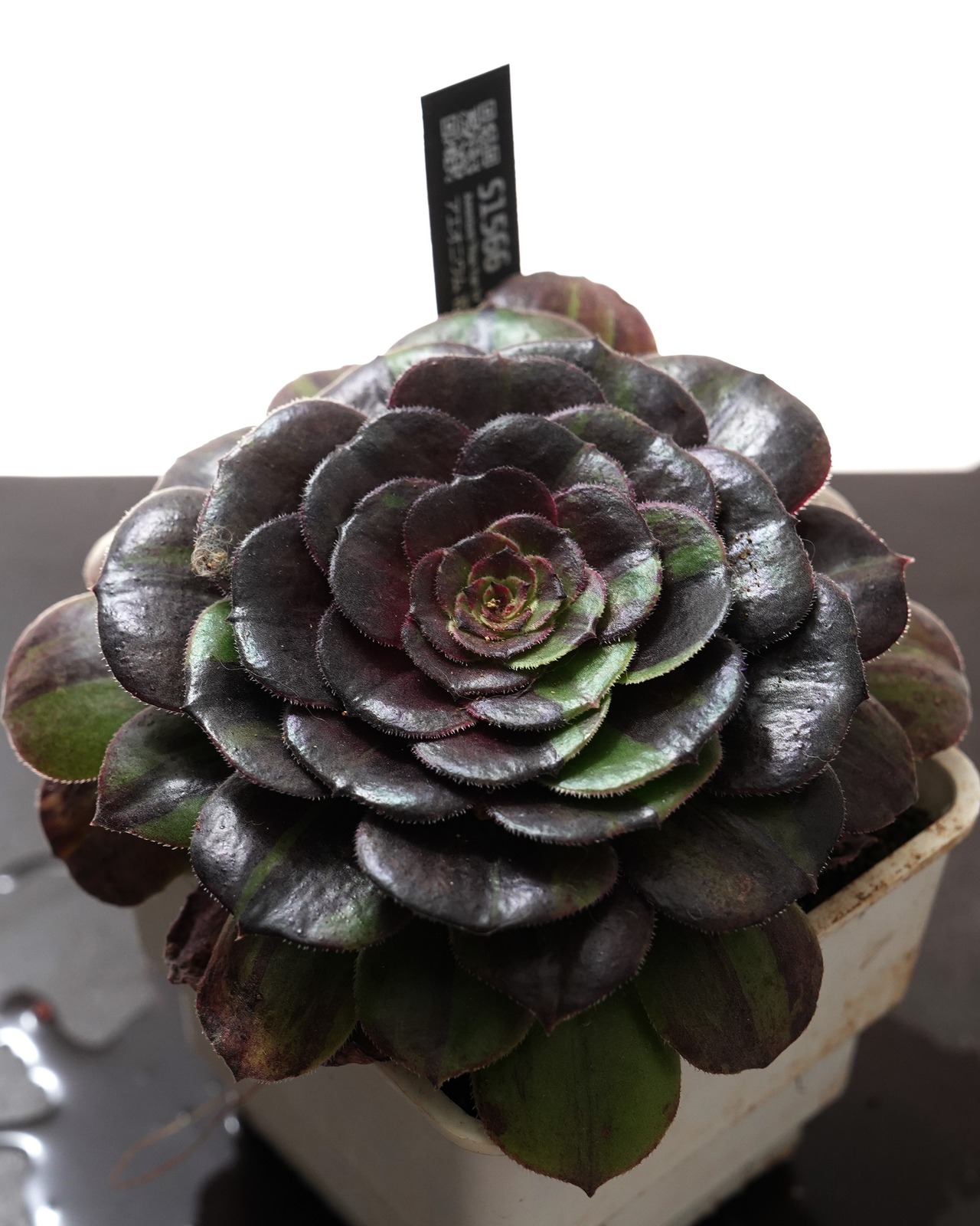 抜き苗 アエオニウム 花月夜 Aeonium 'Hua Yue Ye'