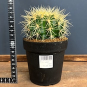 サボテン エキノカクタス 金鯱【905】