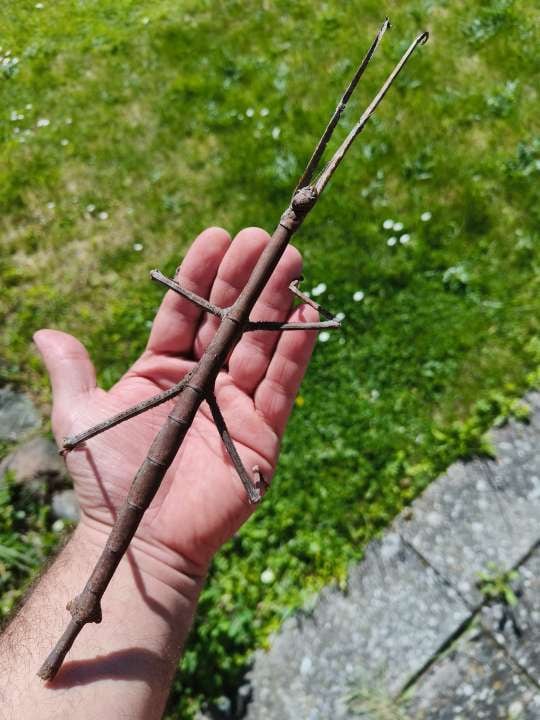 LAST10個】Tirachoidea jiantengligensisナナフシの卵昆虫標本昆虫最