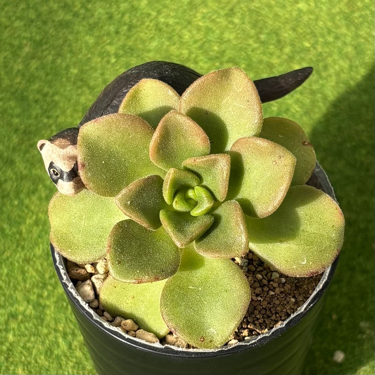 リリーパッド | 多肉植物 豆彦商店