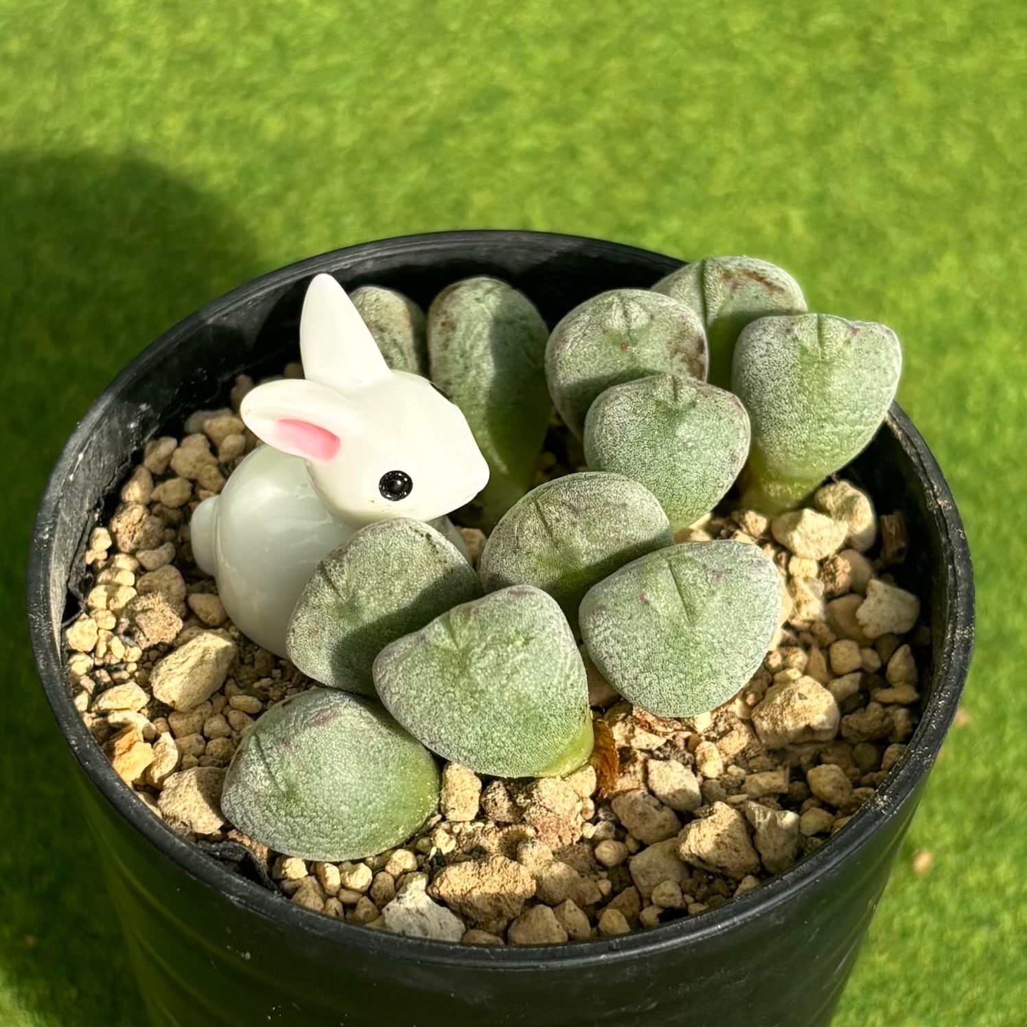 ゴーラム錦 | 多肉植物 豆彦商店