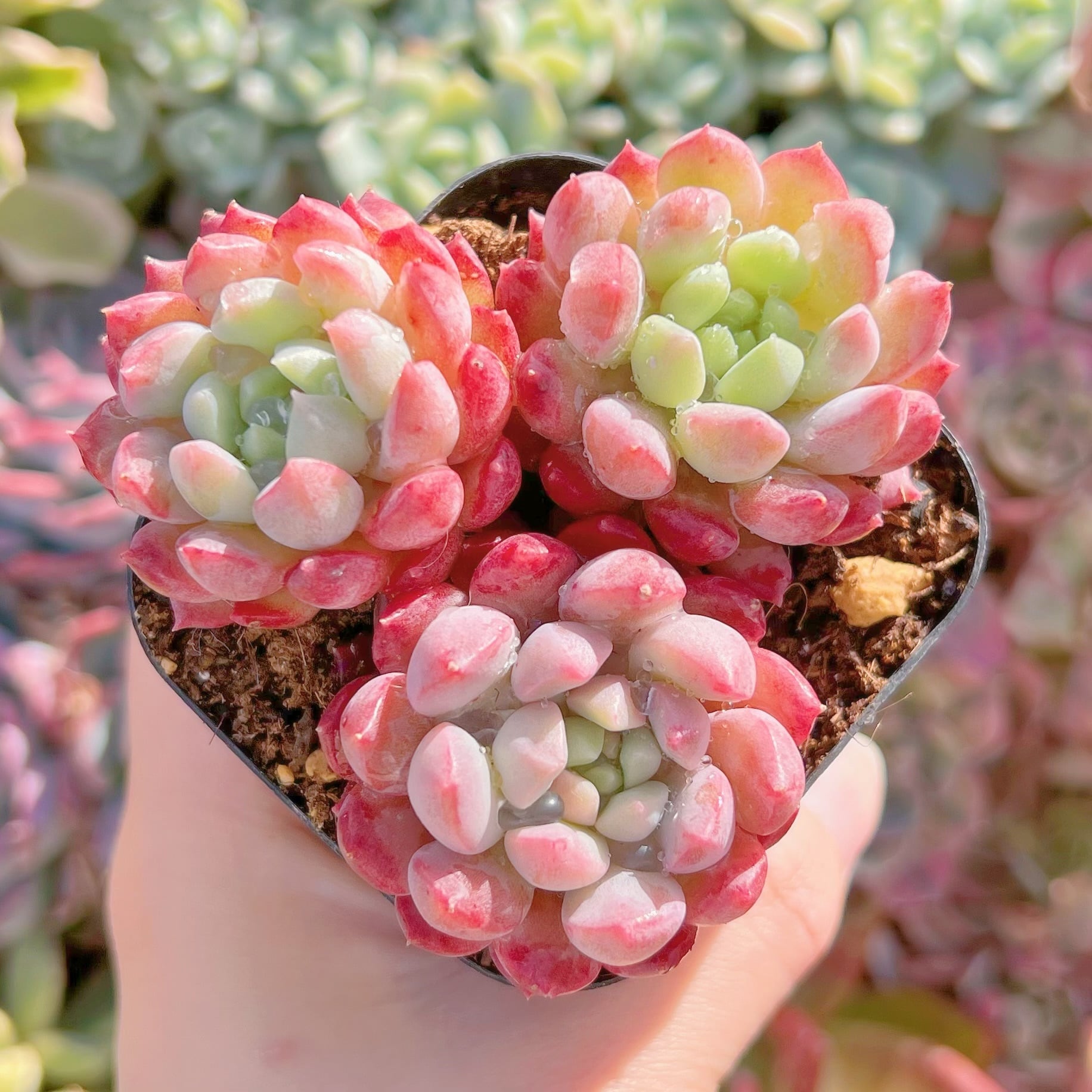 現品　ベビーチーク#537　るる農園