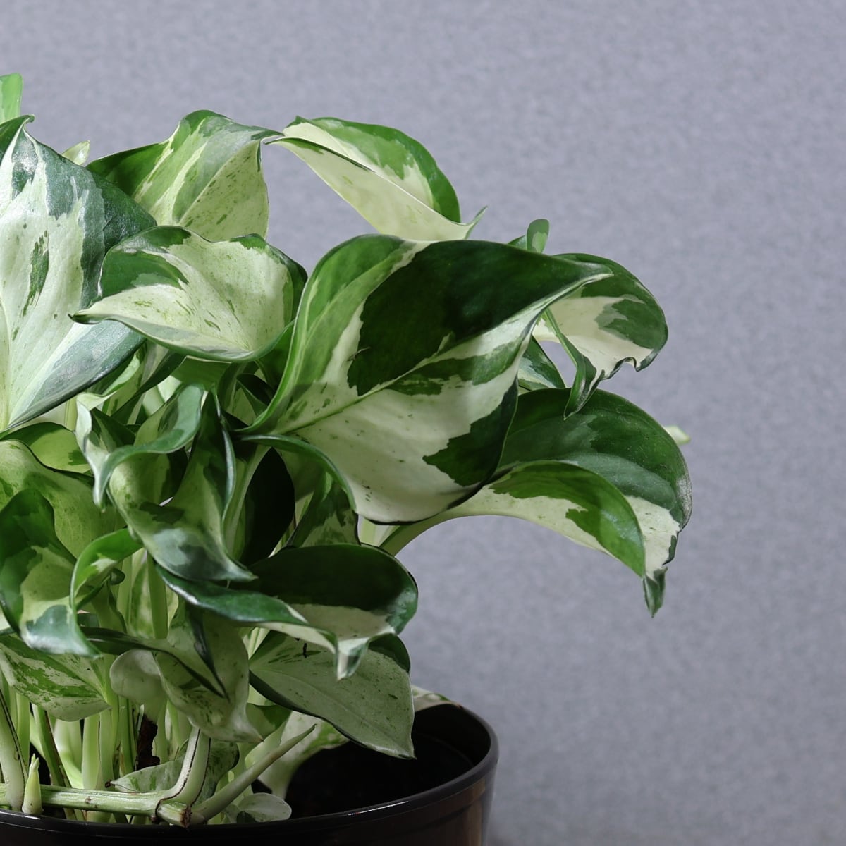 841『斑入りポトス ステータス』観葉植物【送料無料】 | MARX PLANTS