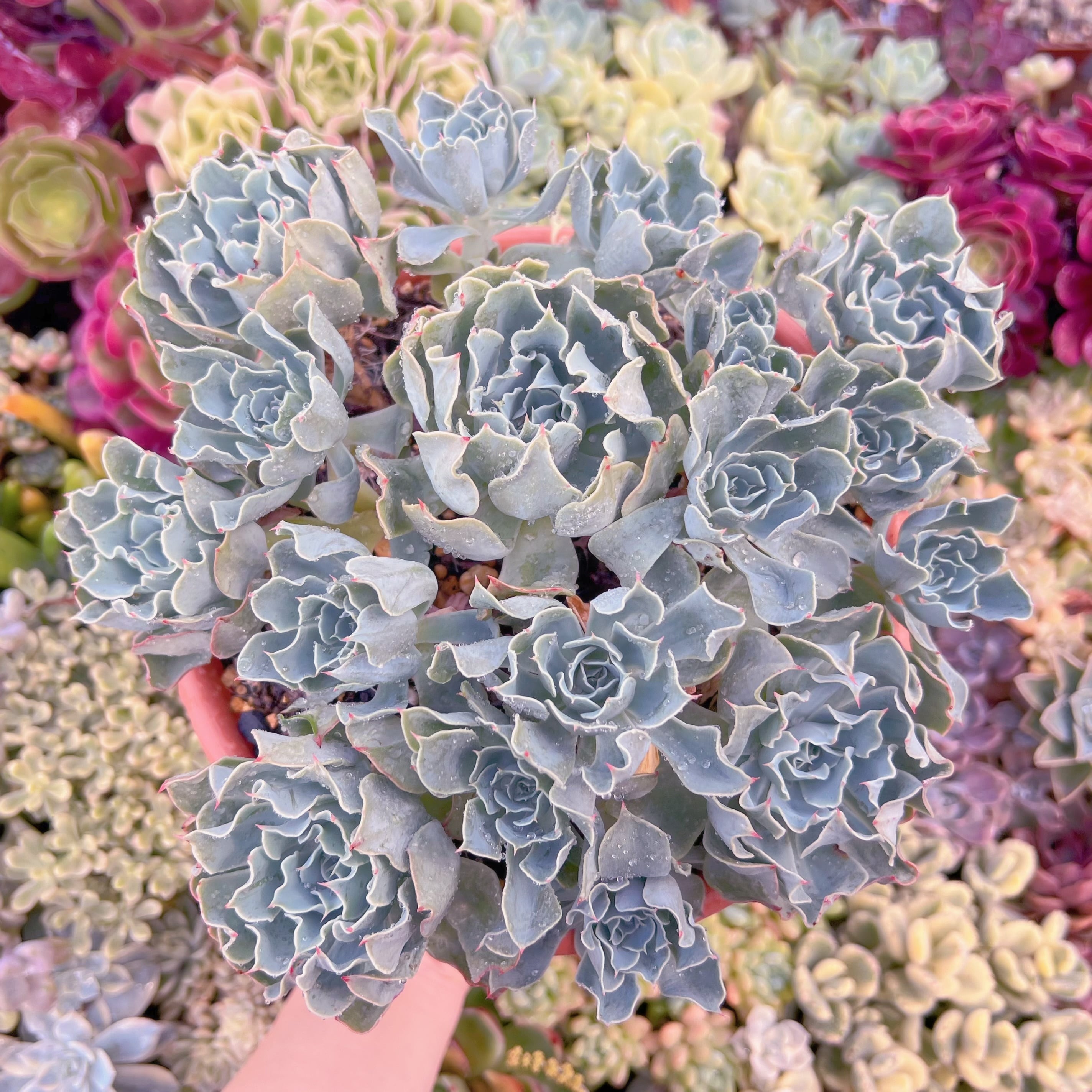 現品　Tsunami#778　特大群生    るる農園