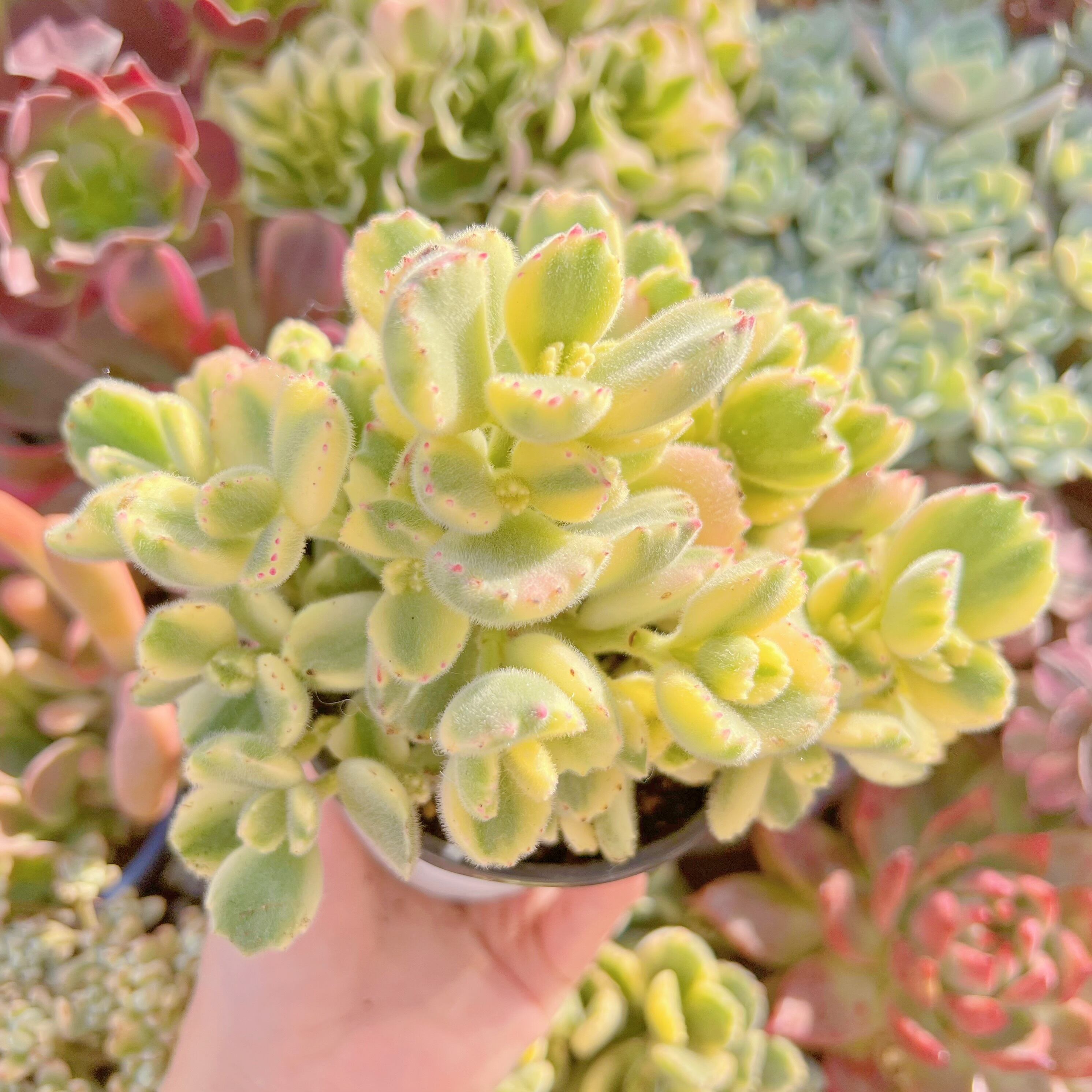 現品　白熊#2170　群生　るる農園