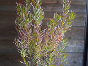 【現物】リューカデンドロン ”Cream Delight” 6号 A