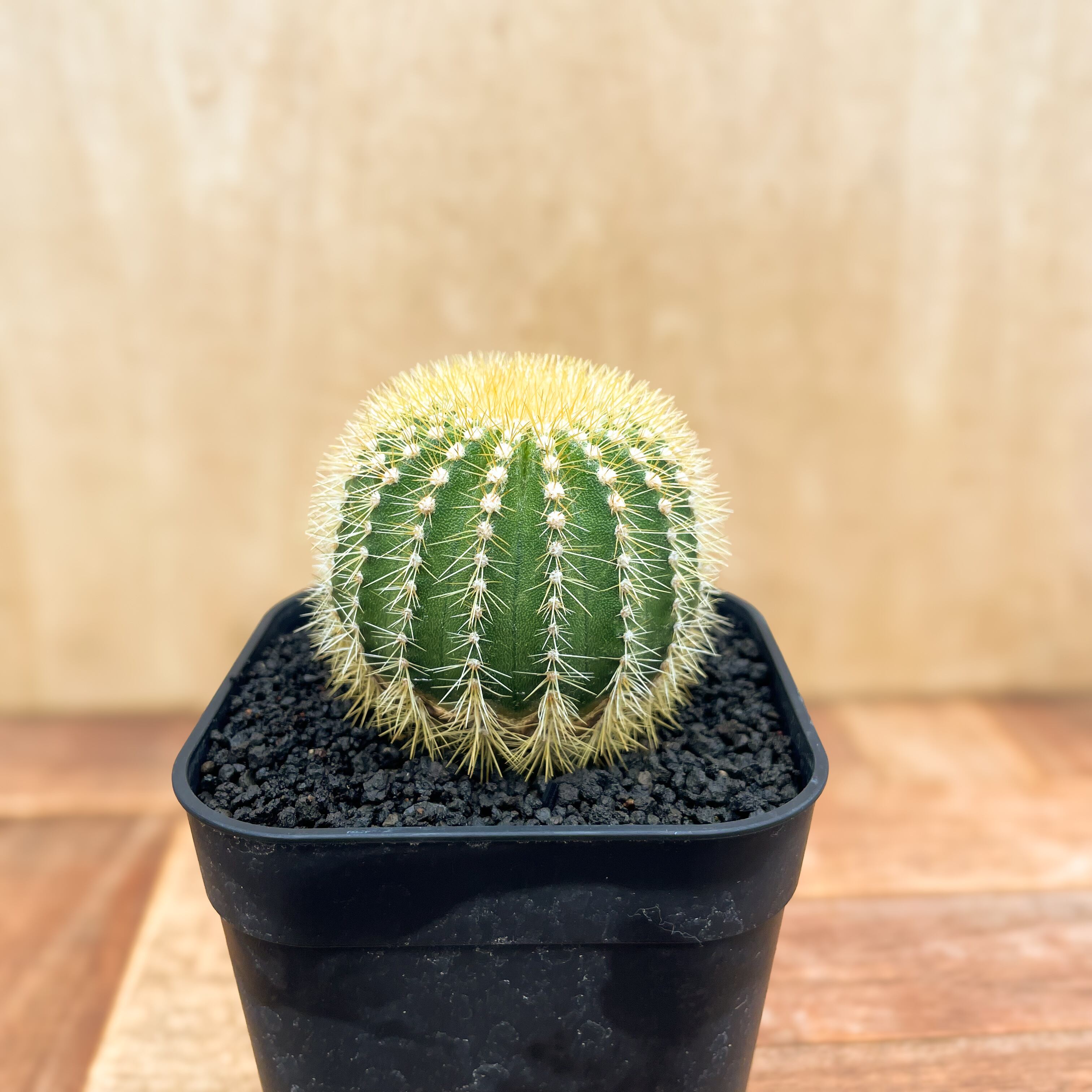 Uebelmannia pectinifera v. eriocactoides【ユーベルマニア・エリオ