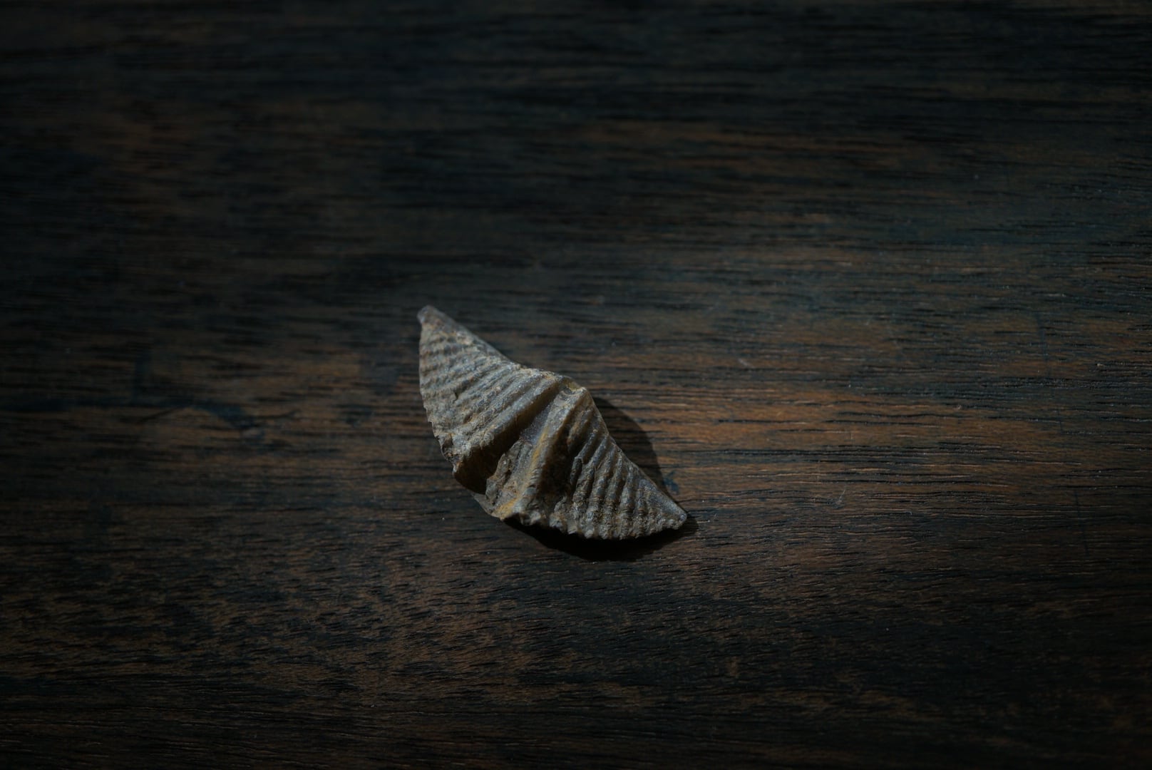 カナダ産腕足類化石 Mucrospirifer sp. 1604 | 叙景 jokei