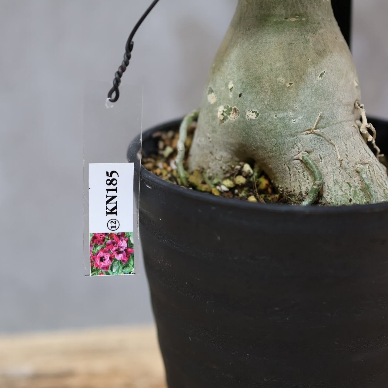 318 その花に目を奪われる『アデニウム KN185』観葉植物 【送料無料