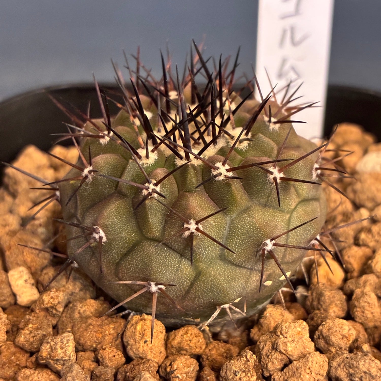 Copiapoa】サボテン コピアポア コルムナアルバ 孤竜丸 実生【697