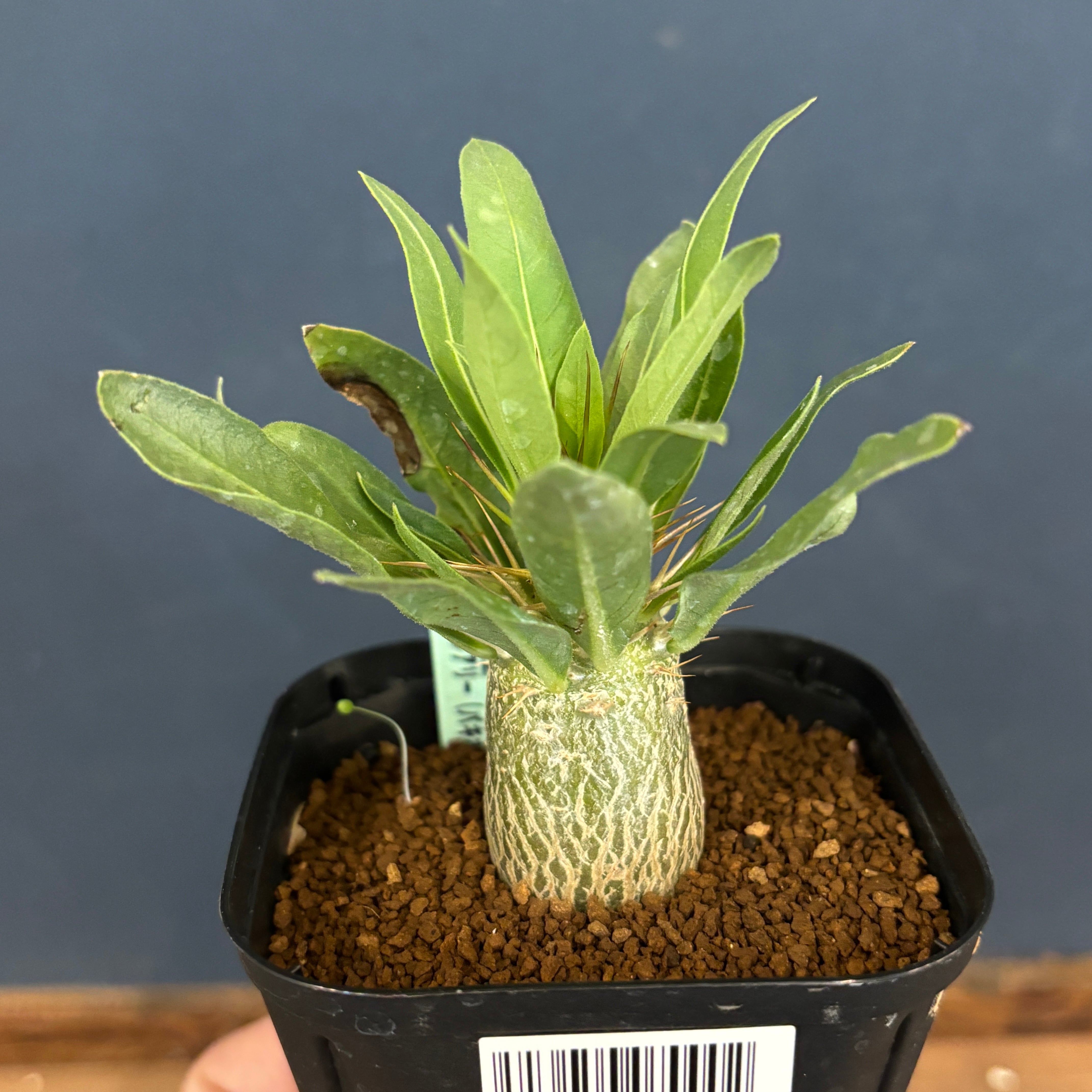 パキポディウム レアリー【1024】