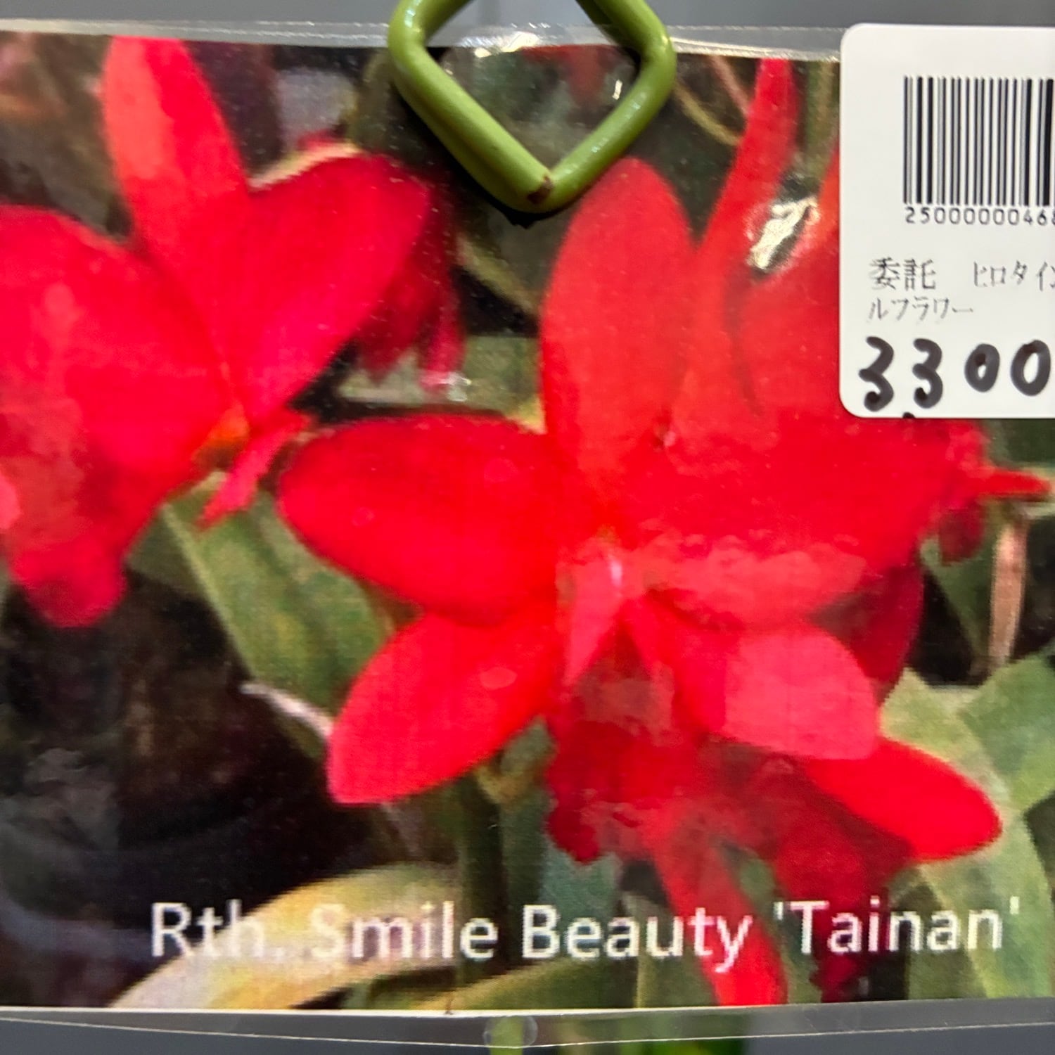 洋ラン Rth.Smile Beauty 'Tainan' (Sunny Harmony x Alpha Plus Jewel