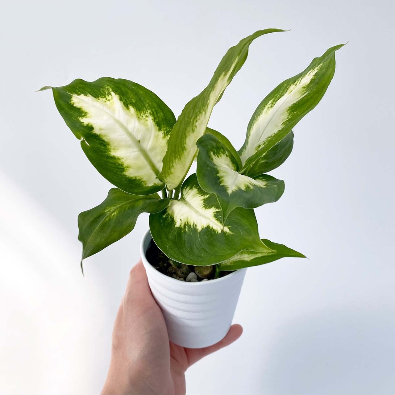 ３９ ディフェンバキアカミーラ Inakougei イナコウゲイ 観葉植物 鉢 多肉 猫用品