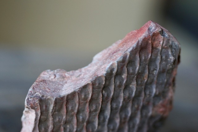 鱗木　Lepidodendoiron sp.