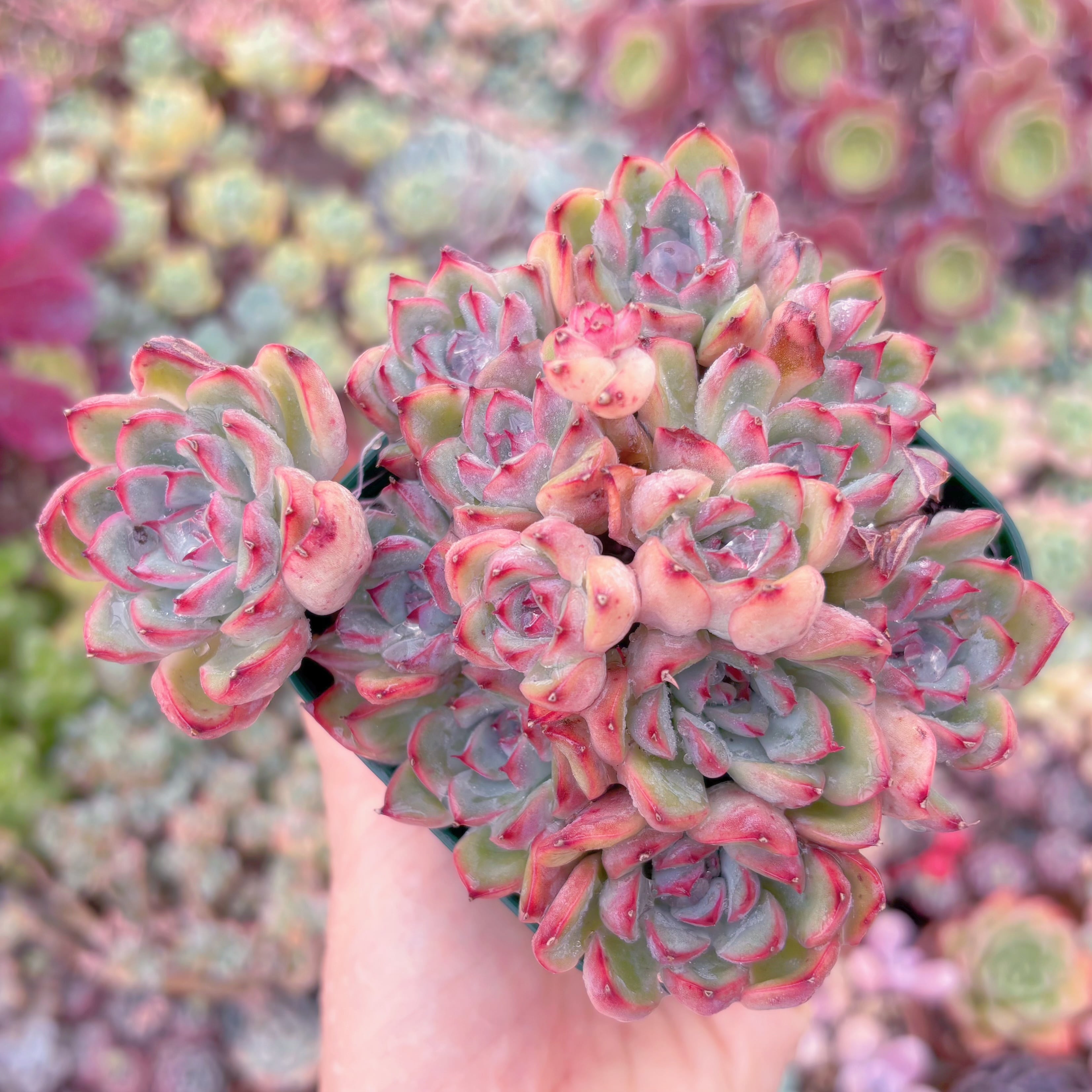 現品　ウォーターリリー#K002　るる農園