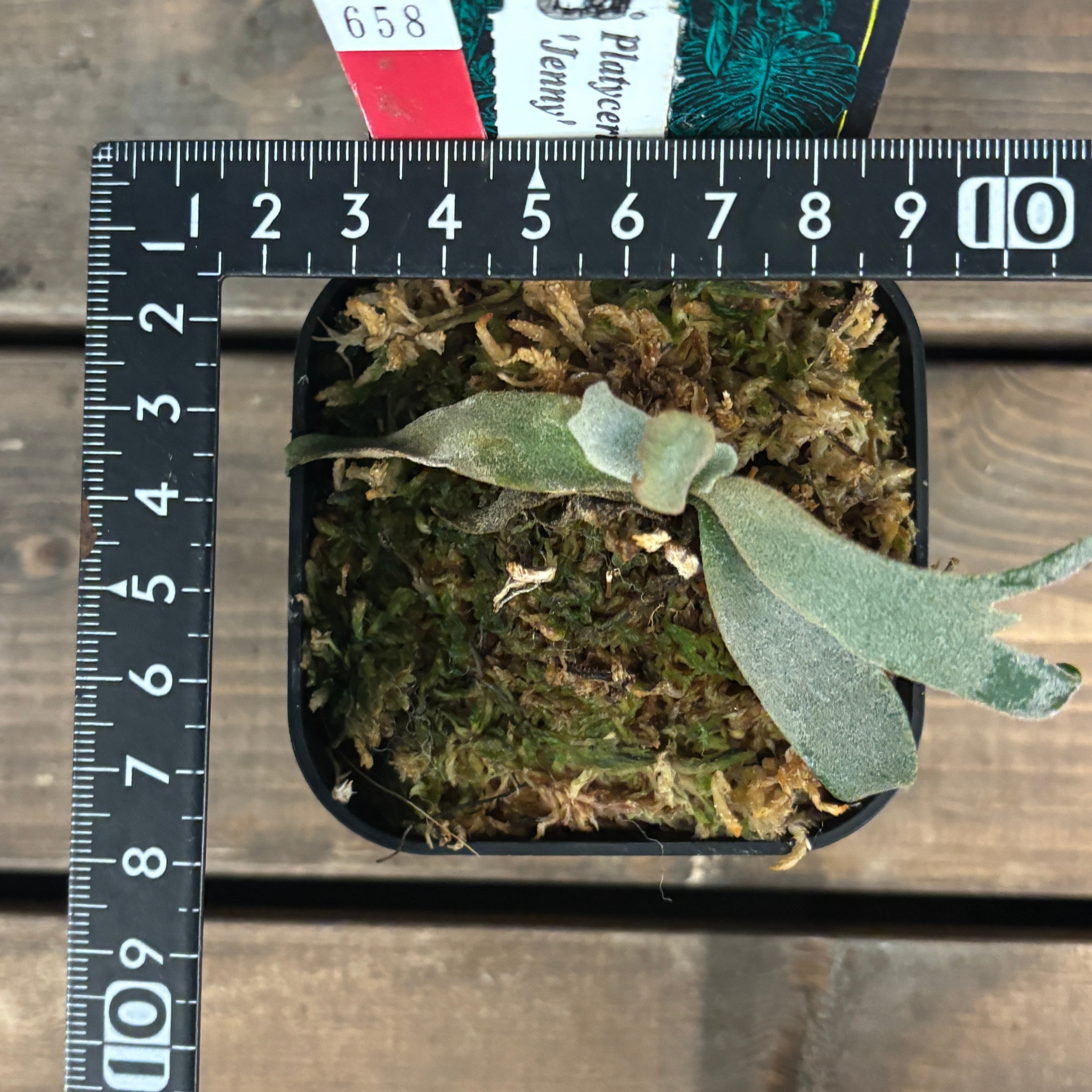 コウダイ様リクエスト品　他の方は御購入お控え下さい。 クリアランス】ビカクシダ ジェニー P. willinckii 'Jenny'【658