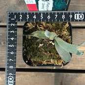 【クリアランス】ビカクシダ　ジェニー　P. willinckii 'Jenny'【658】