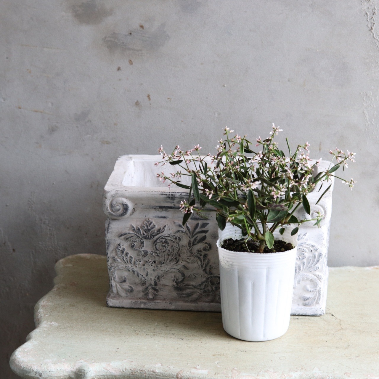 ユーホルビアスターブラスト　夏の寄せ植えに欠かせない　春から秋まで咲く　色が変わる　アンティークな寄せ植えにオススメ