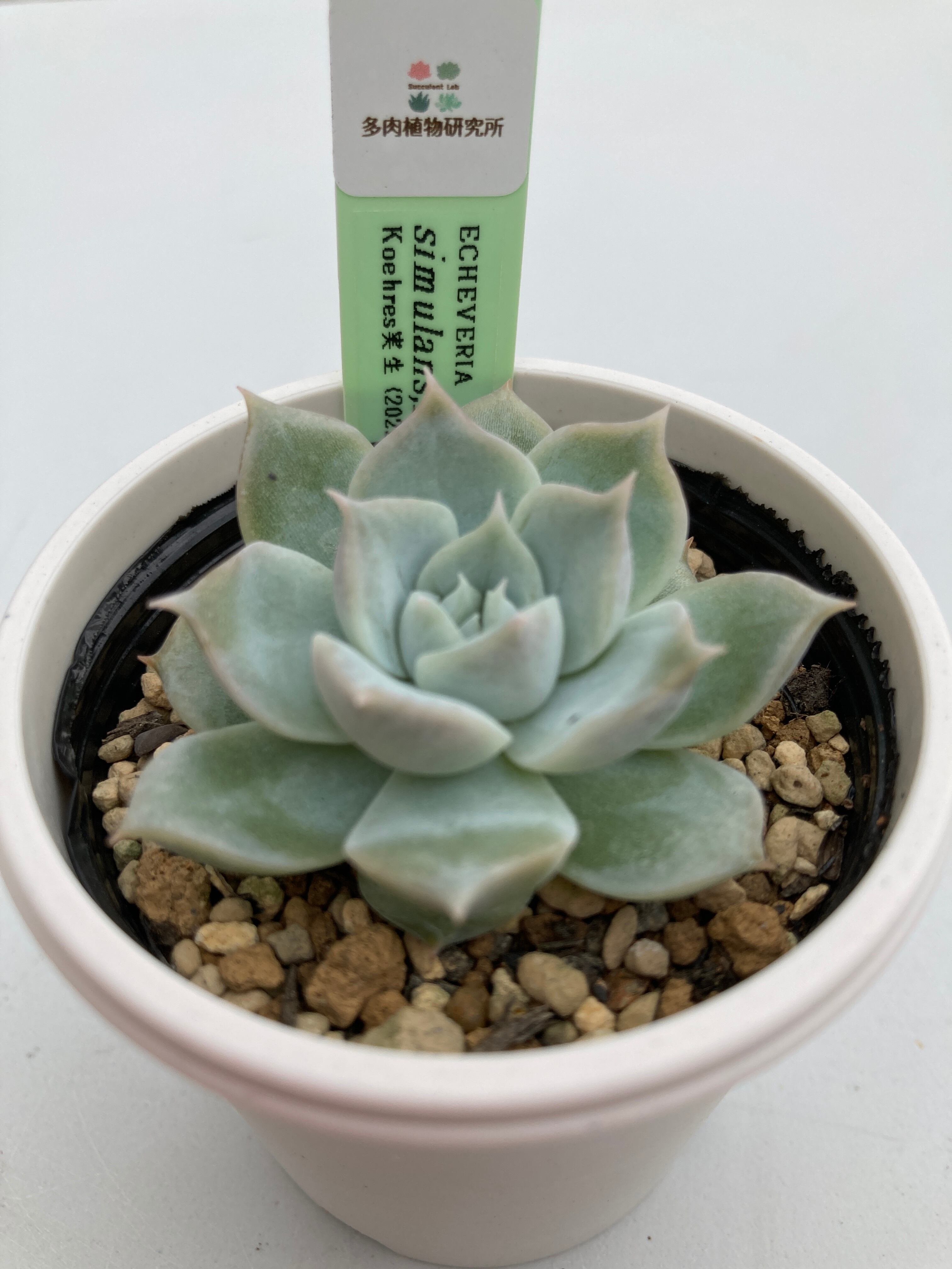 現物商品】ECHEVERIA simulans,Iturbide 原種 実生苗 | 多肉植物 現物商品】ECHEVERIA simulans,Iturbide 原種 実生苗 | 多肉植物