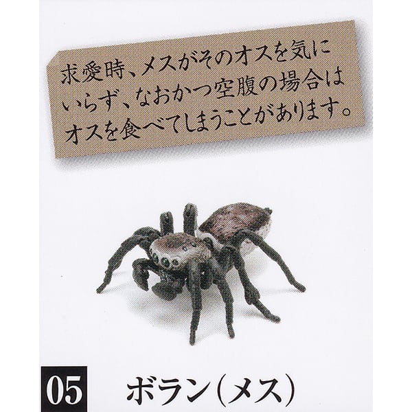 ボラン メス いきもの大図鑑 ピーコックスパイダー 世界一美しい蜘蛛 クモ 昆虫 グッズ フィギュア ガチャ ガシャポン 模型 バンダイ 即納 数量限定 セール品 お宝市場ｂａｓｅ店 フィギュア ガチャガチャ ガチャポン 食玩 プライズ アニメ