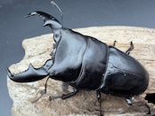 【WD】《スマトラオオヒラタ パダン産 87mm ペア》