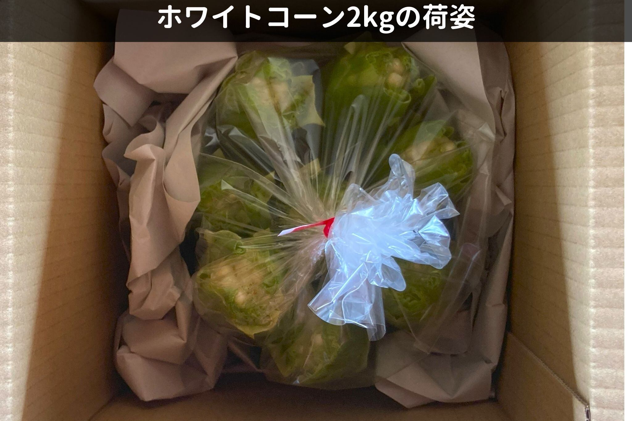 【2026年7月下旬-8月上旬発送】ホワイトコーン2㎏