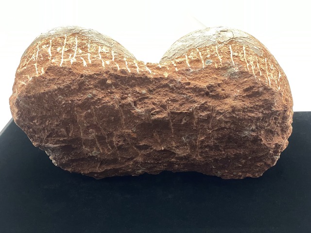 恐竜の卵の化石（レプリカ）