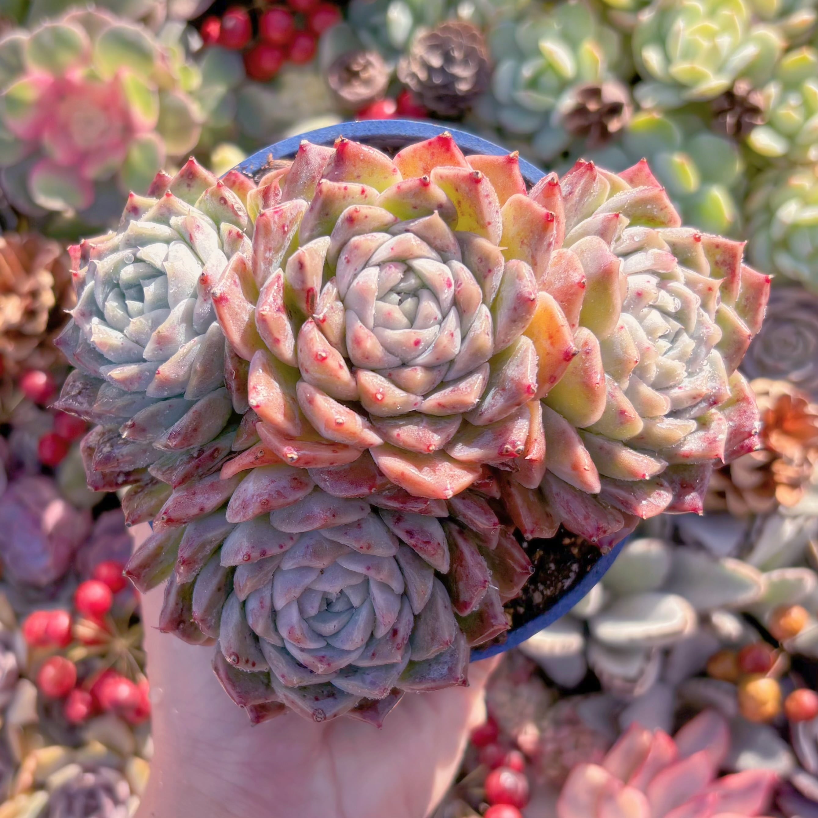 現品　ヘレナ#856　群生　新入荷　るる農園