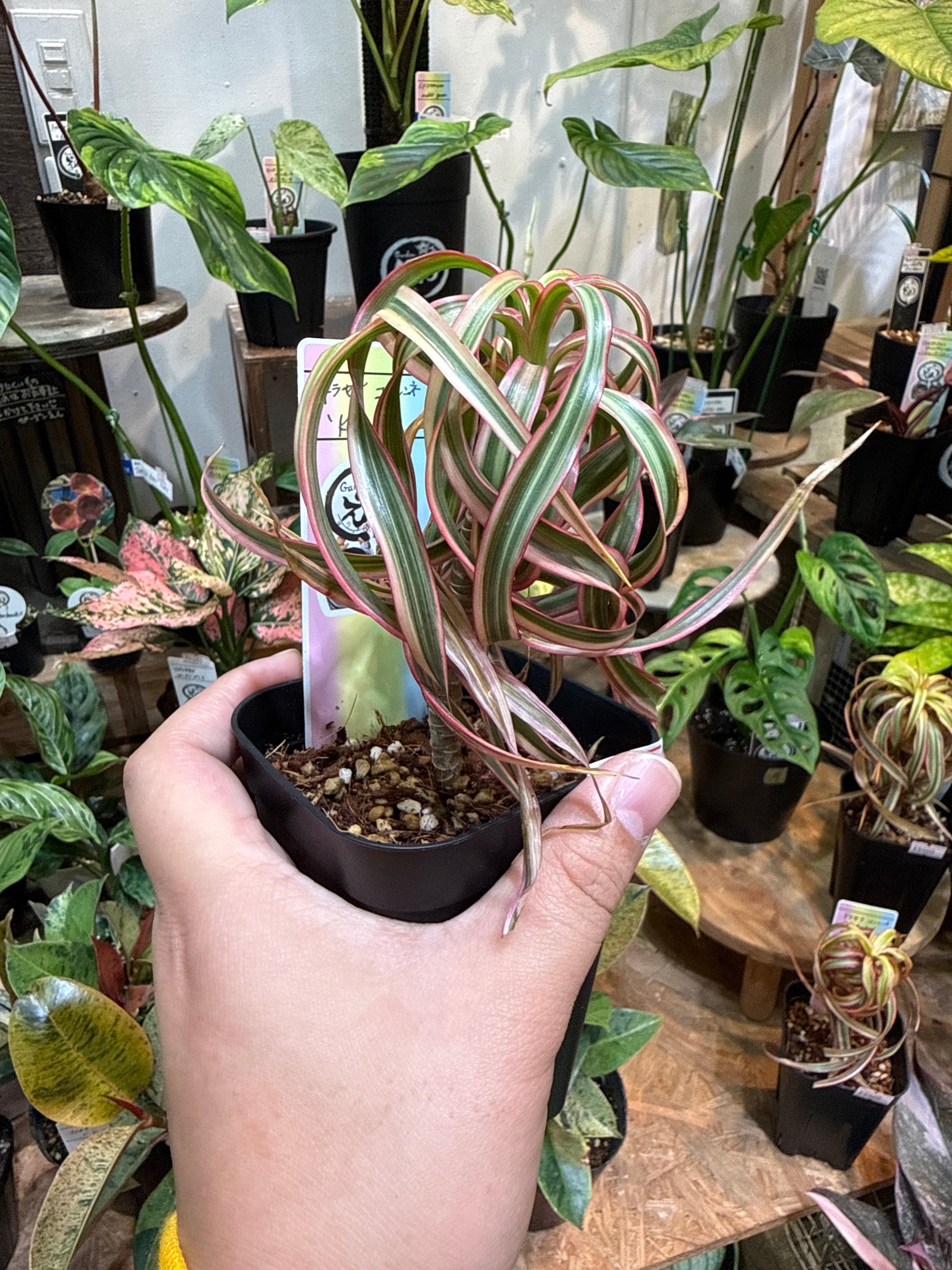 ドラセナ コンシンネ トリカラー 