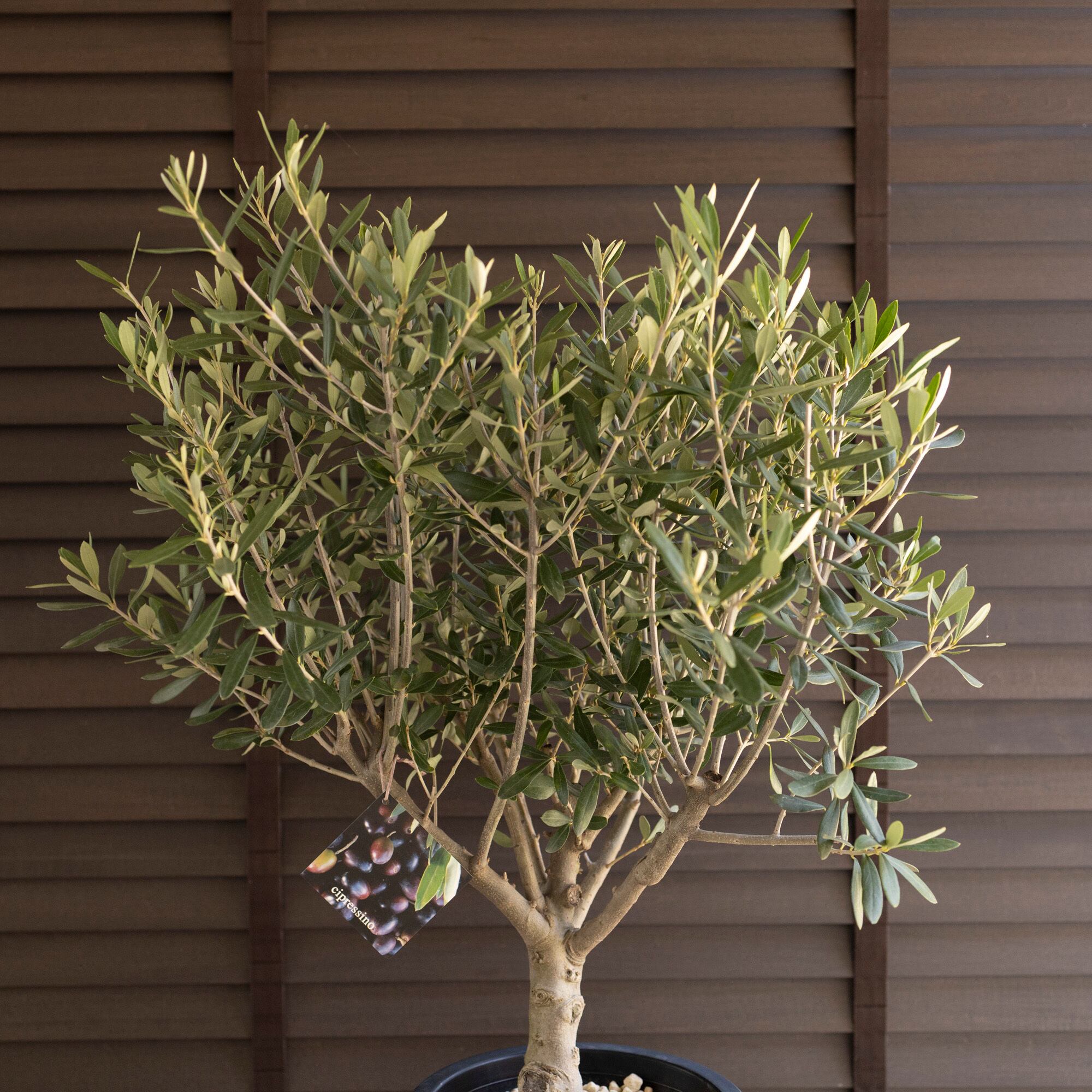 ⭐︎オリーブ　シプレッシーノ⭐︎ 創樹 Olive オリーブの木 7号鉢 SOUJU Cipressino シプレッシーノ
