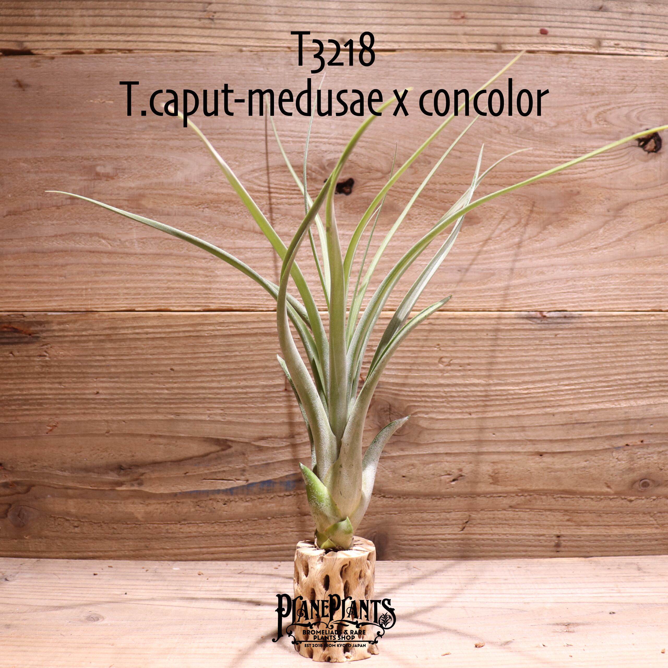caput-medusae | plane plants