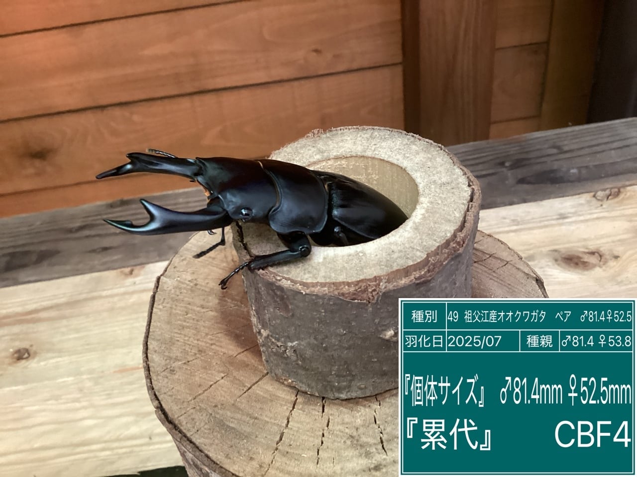 愛知県祖父江産オオクワガタペアNO49 ♂81.4mm♀52.5mm | 国産クワガタ