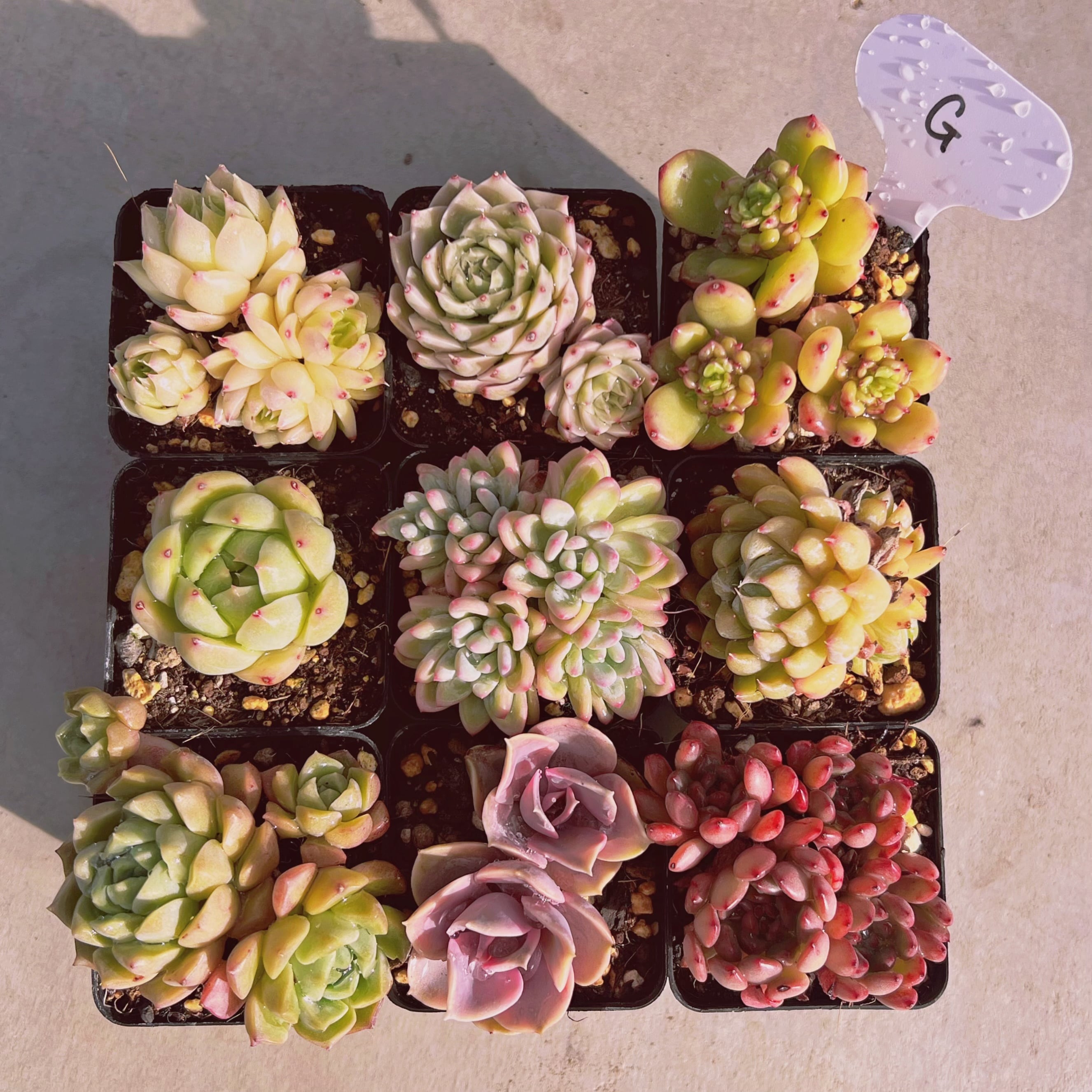 セットG(るる農園base販売会)