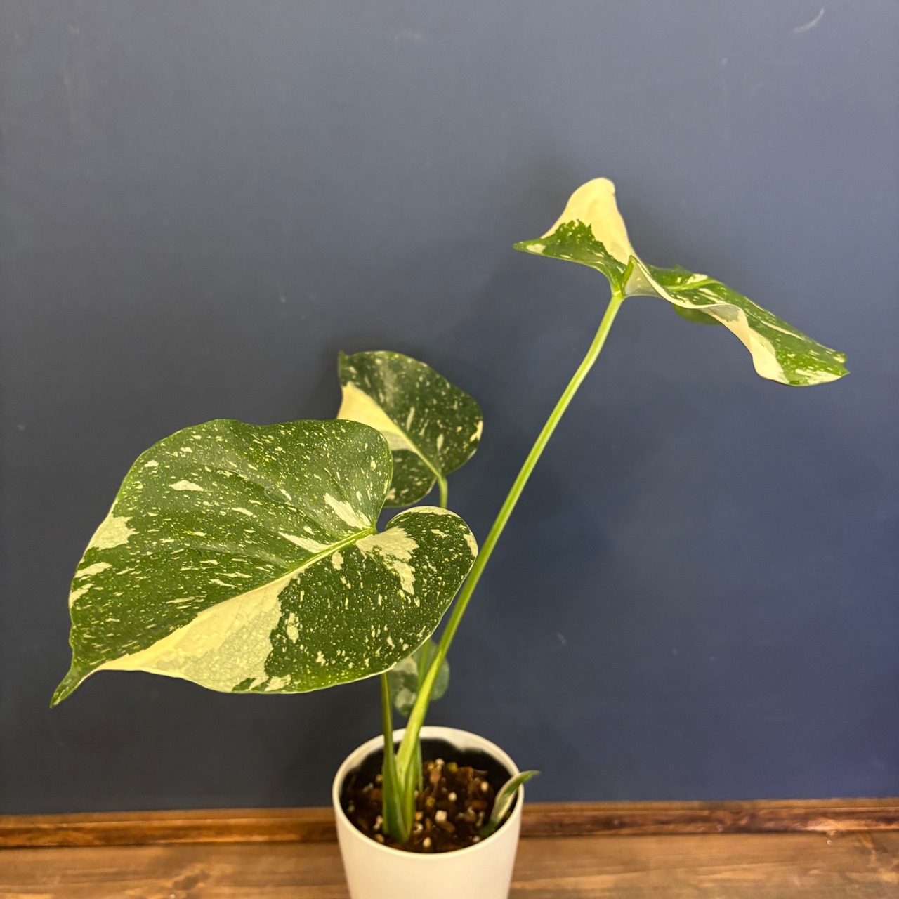 モンステラ タイコンステレーション【800】