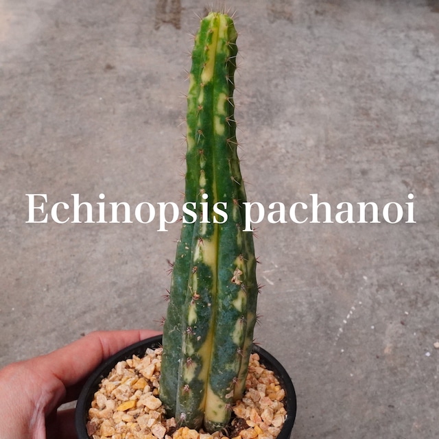 激レア斑入りサボテン！極美【Echinopsis pachanoi 斑入りパチャノイ 1】サボテン