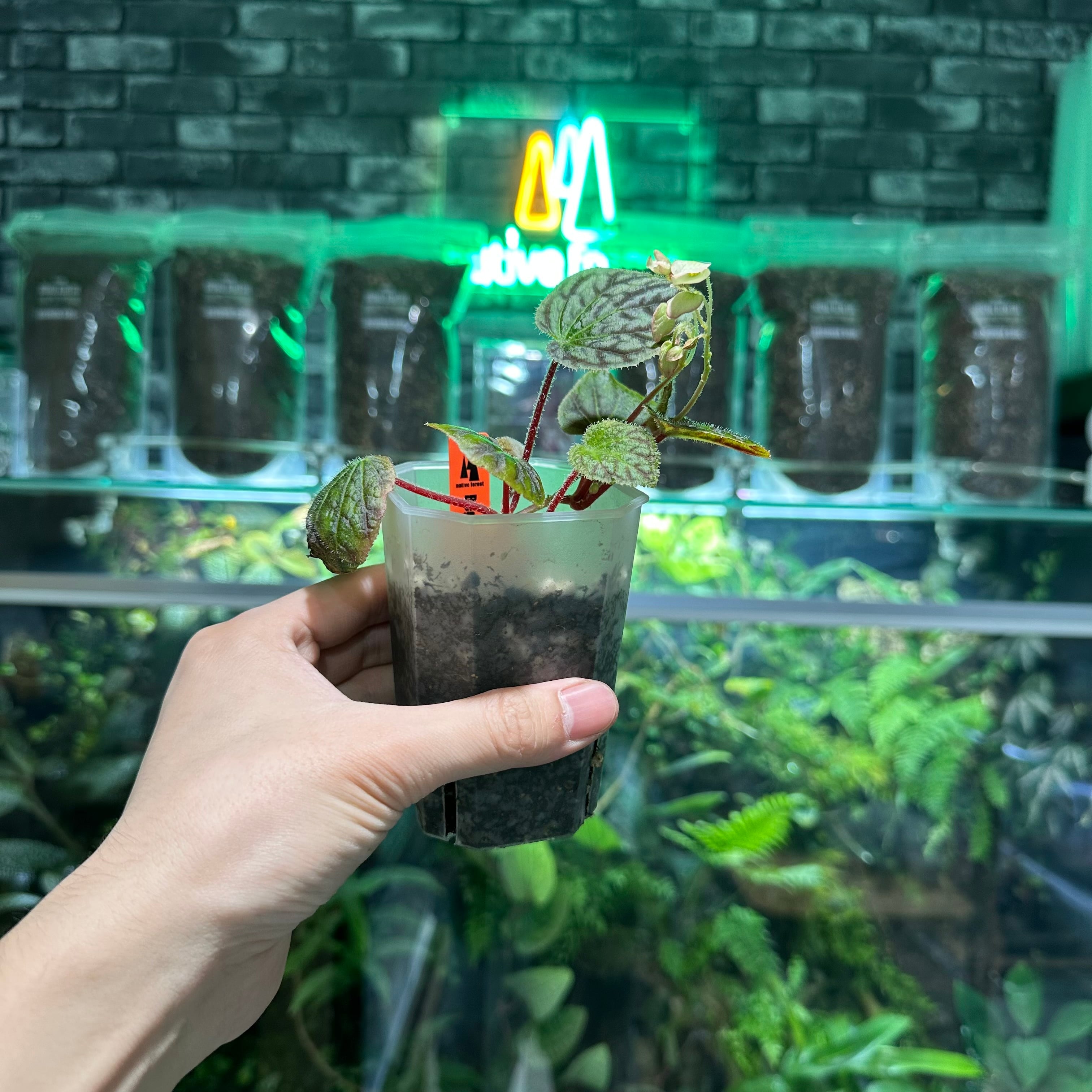 Begonia murina | ベゴニア専門 オンラインショップ