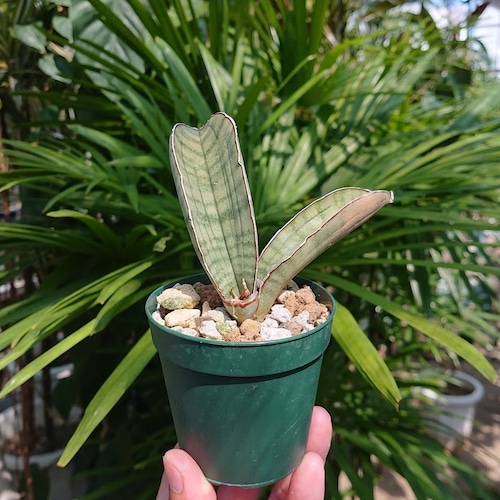 No.1 Sansevieria hallii Silver Bat サンスベリア シルバーバット 【送料全国一律500円】