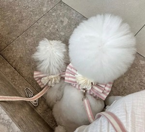 ハーネス❤︎