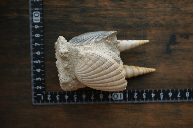 フランス産巻貝/二枚貝化石 Gastropod Fossil 2425
