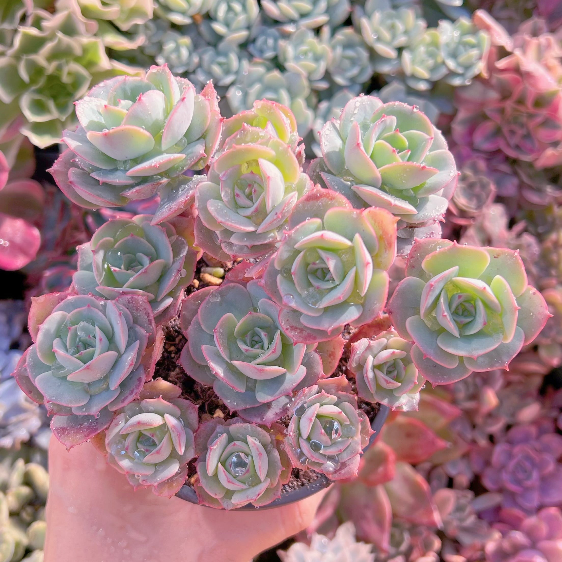 現品　イタリアローズ#A64   るる農園