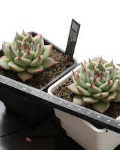 鉢植え トスカネリ Echeveria 'Toscanelli'