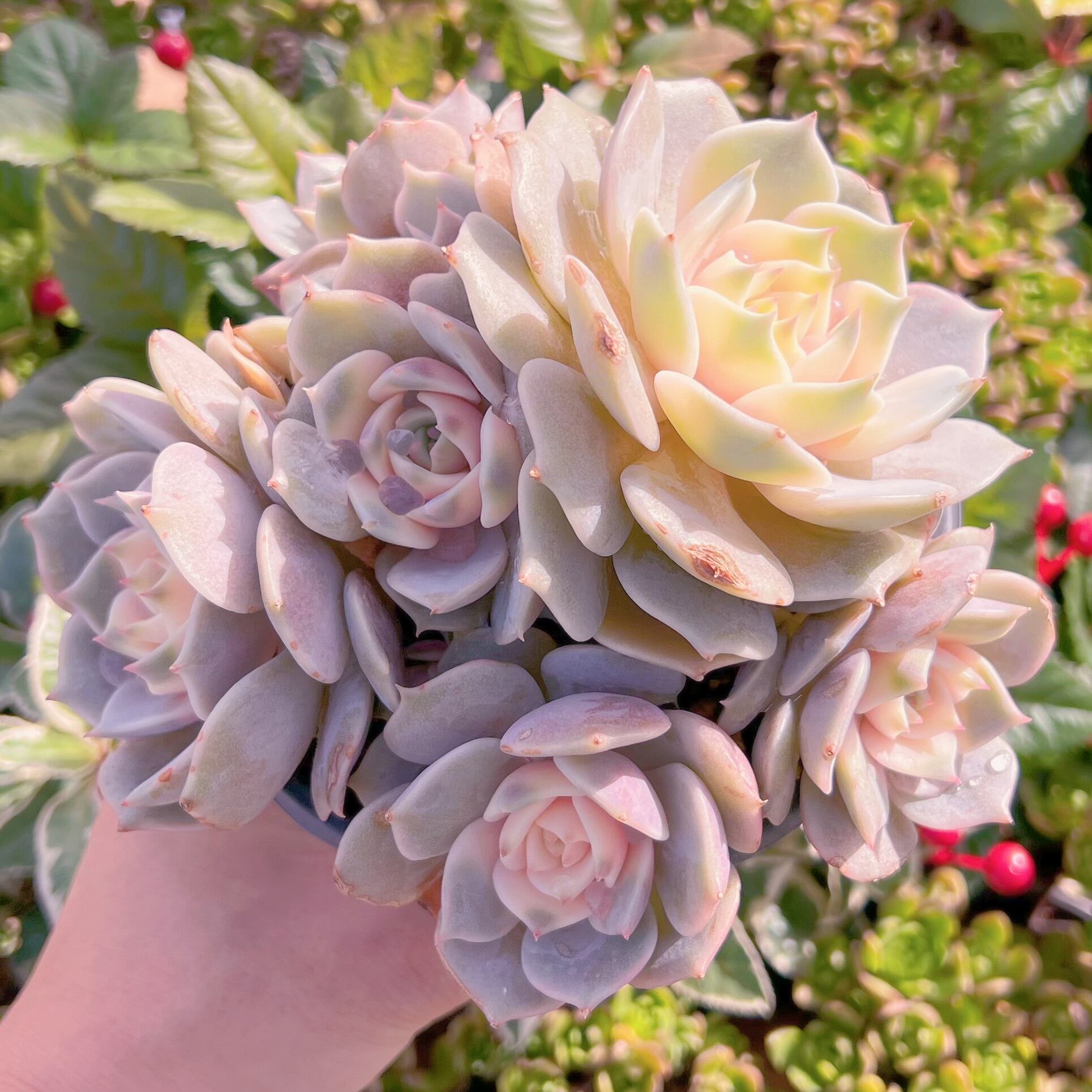 現品　ローラ錦#A25　群生　新入荷　るる農園