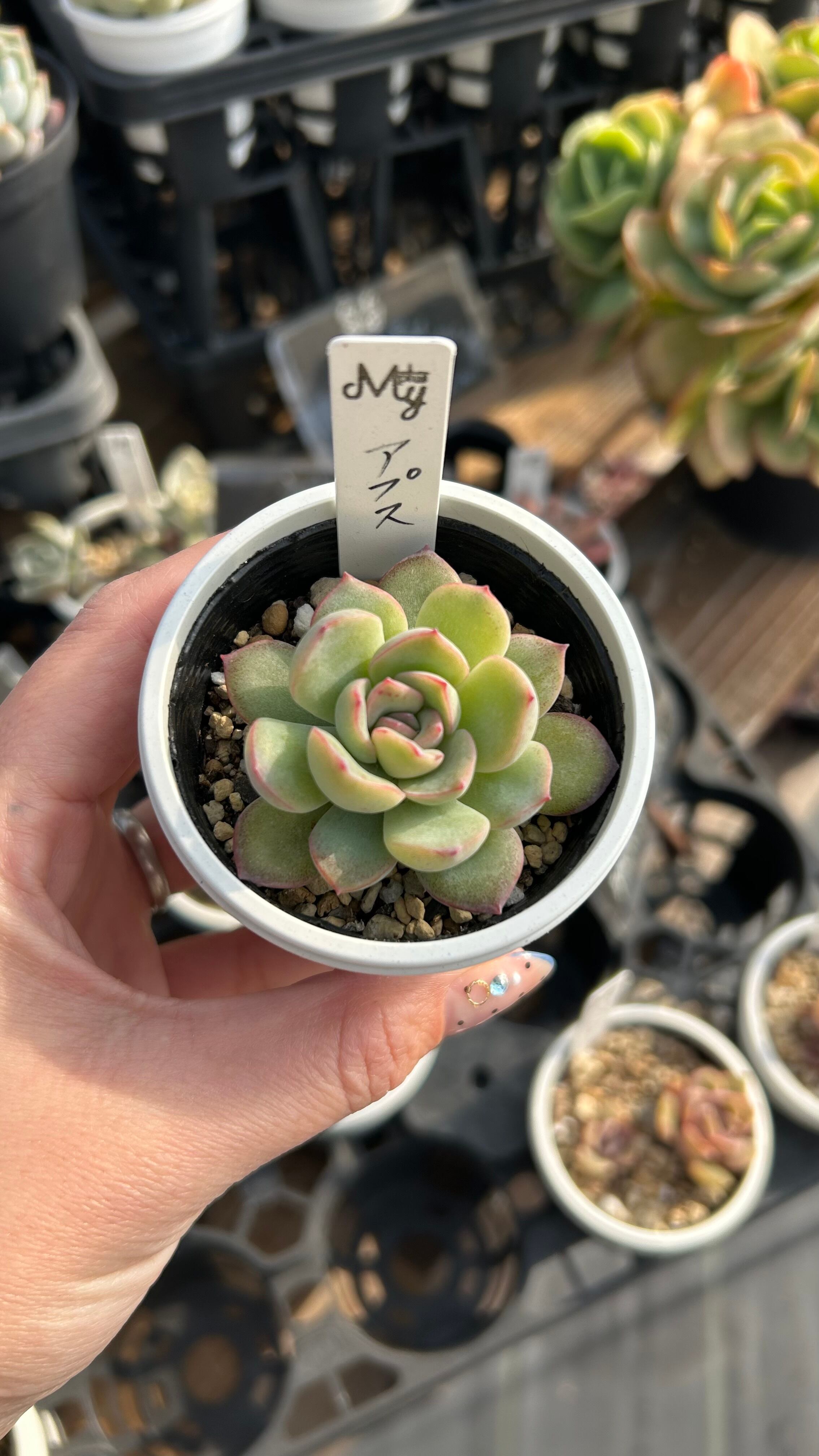 メルモ様　多肉植物棚　GSP-ZO1 初恋 多肉植物 グラプトベリア 安心の生産ポットそのまま販売（8個